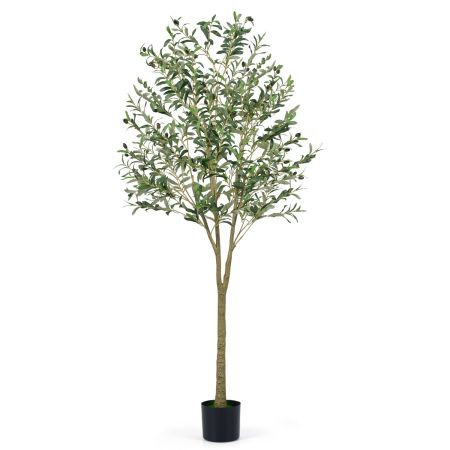 Planta de Olivo Falsa
